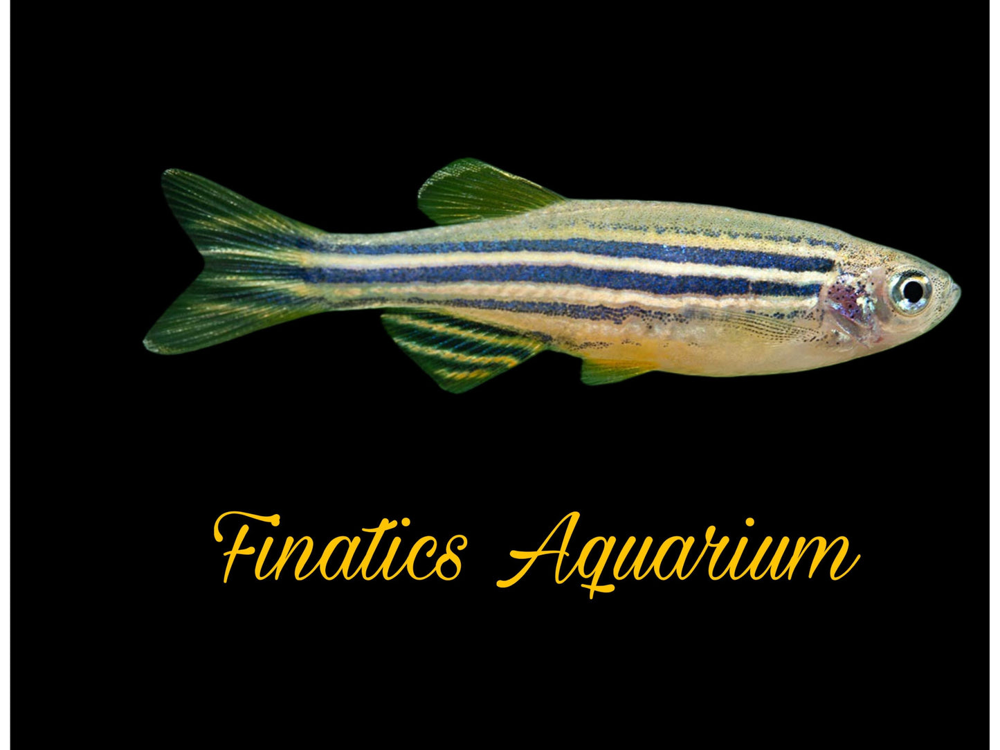 One Zebra Danio Approx 1” T75