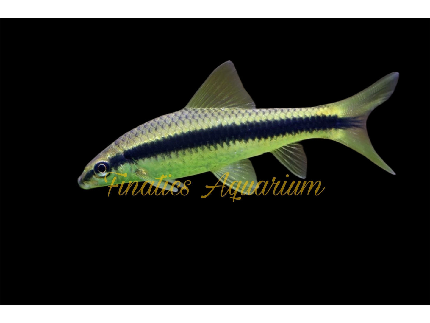 One Siamese Algae Eater Approx 1.5-2” T158 T174 (Crossocheilus Siamensis)