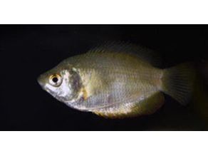 One Dwarf Gourami Male or Female Approx 1” T176/F169