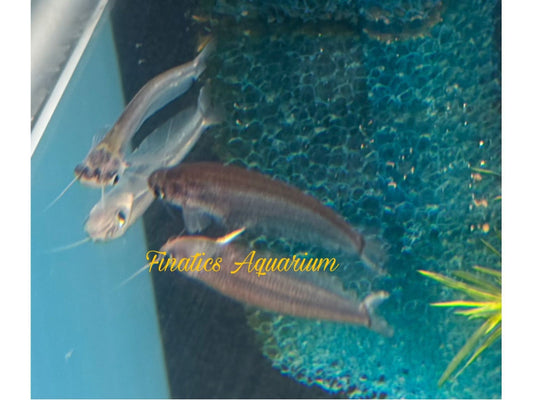 One Ompok Catfish Approx 2” T120