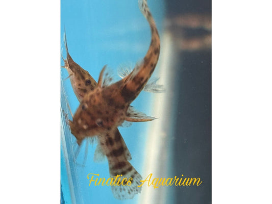 One Dwarf Spotted Giraffe Cat Approx 1.5-2” T68