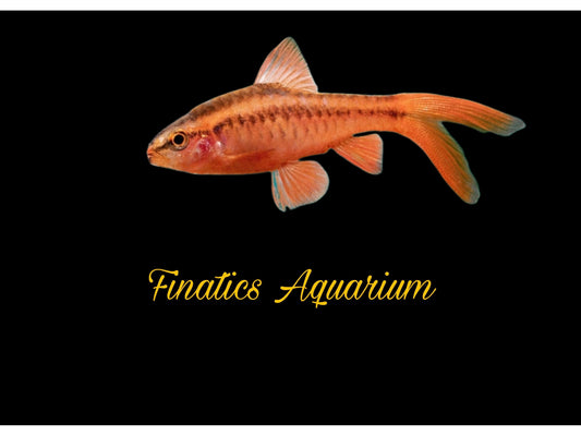 One Cherry Veiltail Barb Approx 1” T53