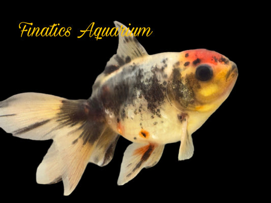 One Oranda Goldfish Approx 2”  WYSWYG  r2041