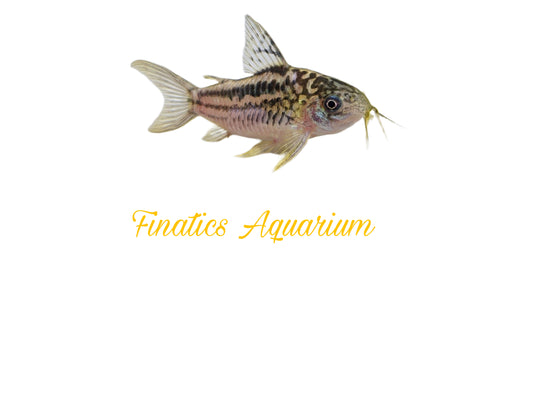 One San Juan Elegance Cory Catfish T30 Approx 1-1.5"