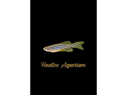 One Zebra Longfin Danio  Approx 1- 1.5 T31
