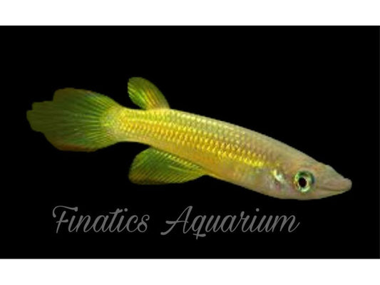 One Golden Wonder Killifish Approx 1-1.5" T88