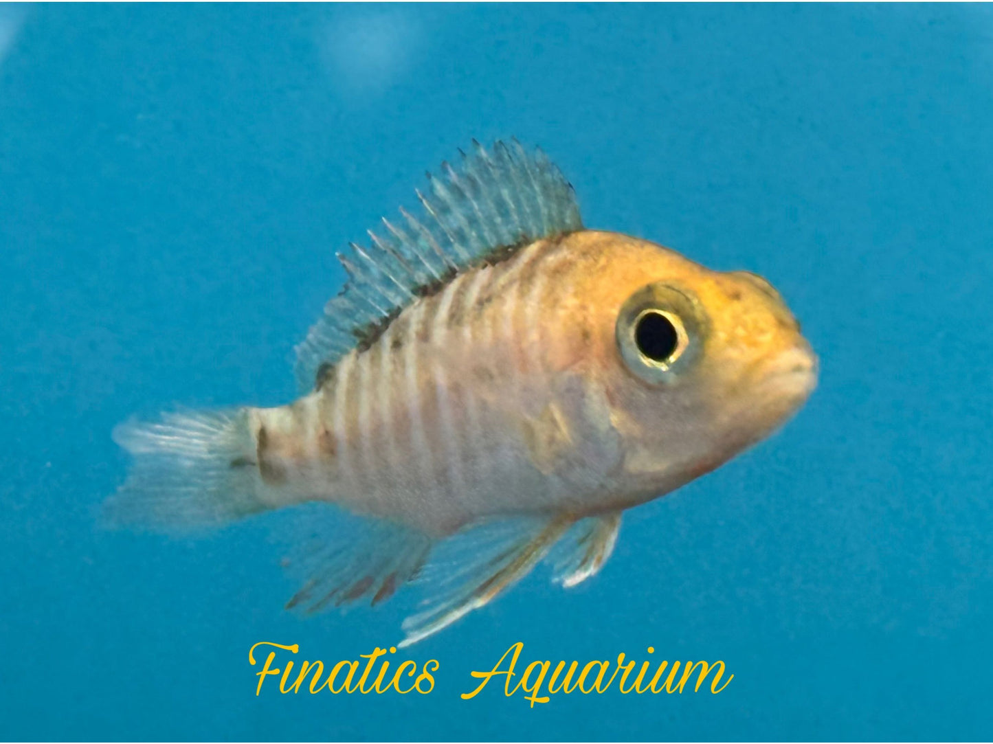 One Eureka Peacock Cichlid Approx 2-2.5” T264