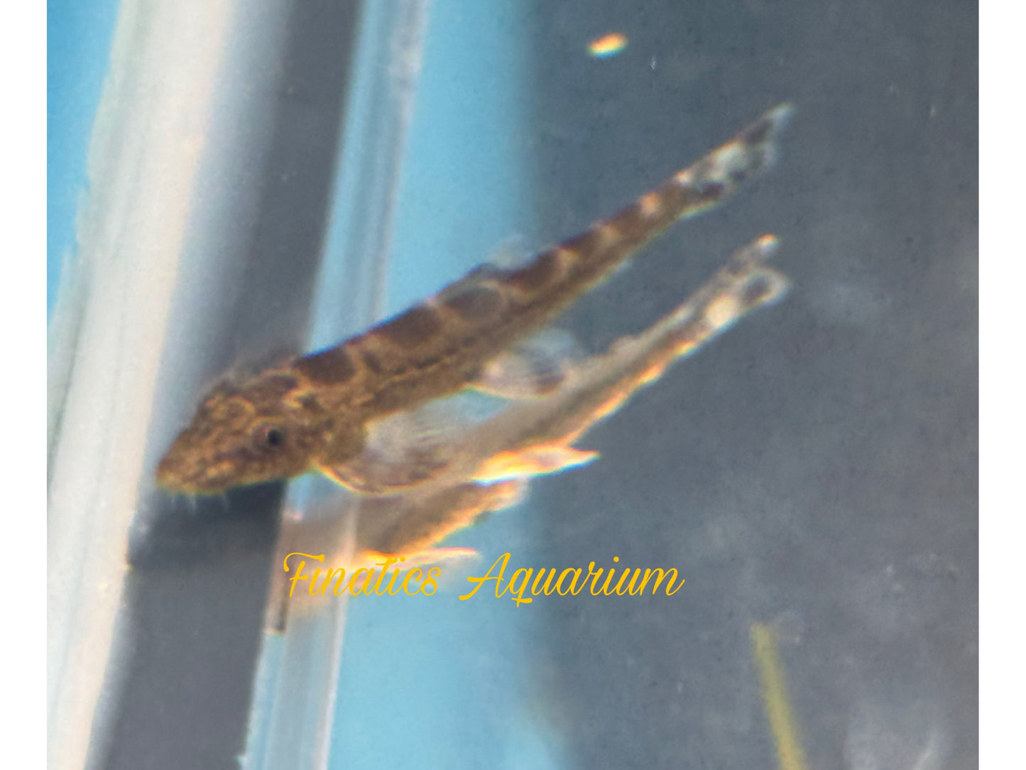 One Gecko Loach Approx 1-1.5” T109