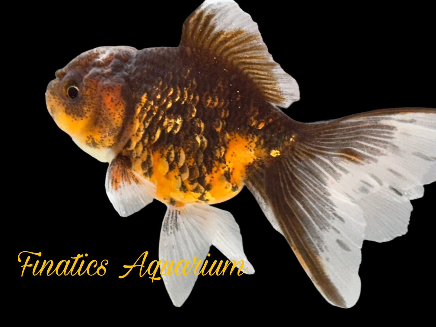 One Oranda Goldfish Approx 2” WYSWYG r2044