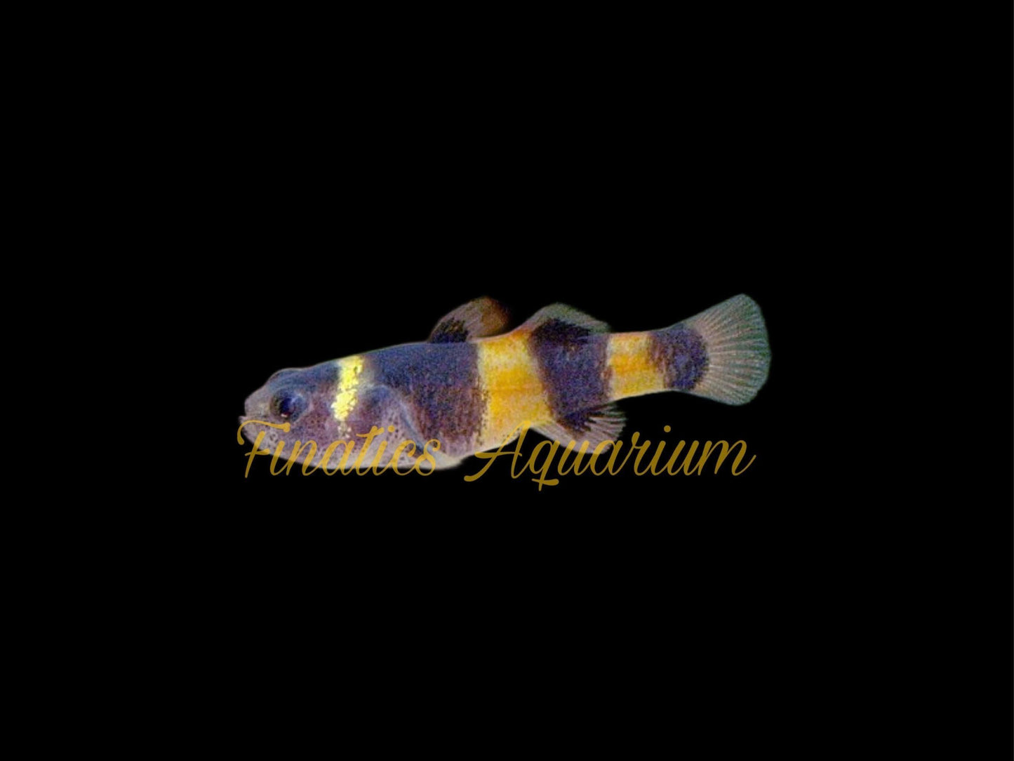 One Bumble Bee Goby Approx 3/4-1” T29