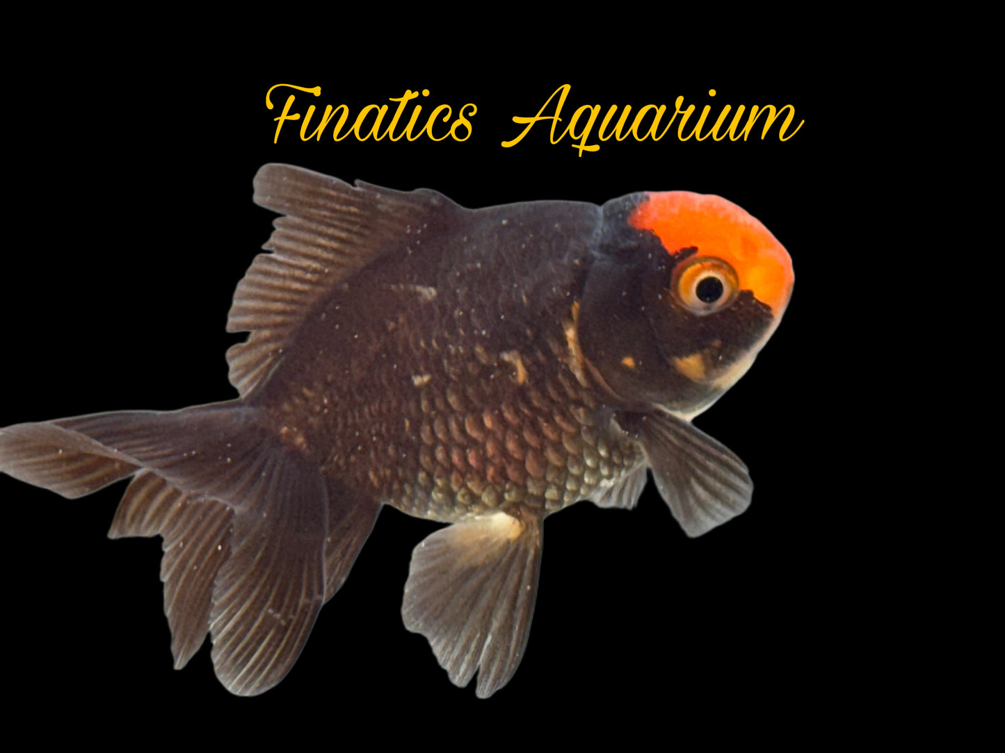 One Oranda Goldfish Approx 2-3” WYSWYG r2033