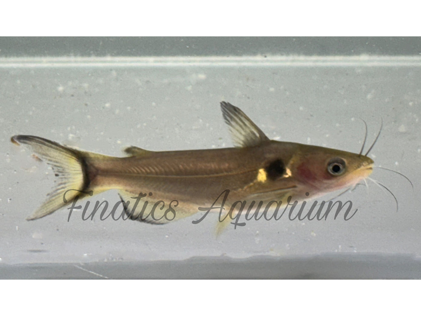 One Sun Catfish Approx 3” T224