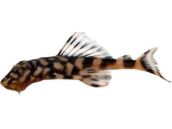 Pleco Butterfly Peckoltia L-52 T155/162