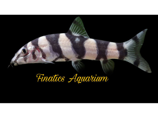 One Gold Zebra Loach Approx 2” T73