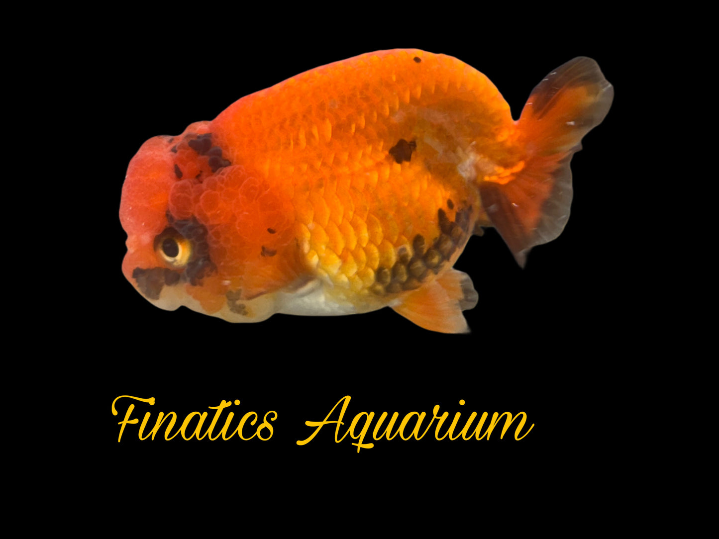 One Thai Lionchu Ranchu Goldfish Approx 4-5” WYSWYG R1001