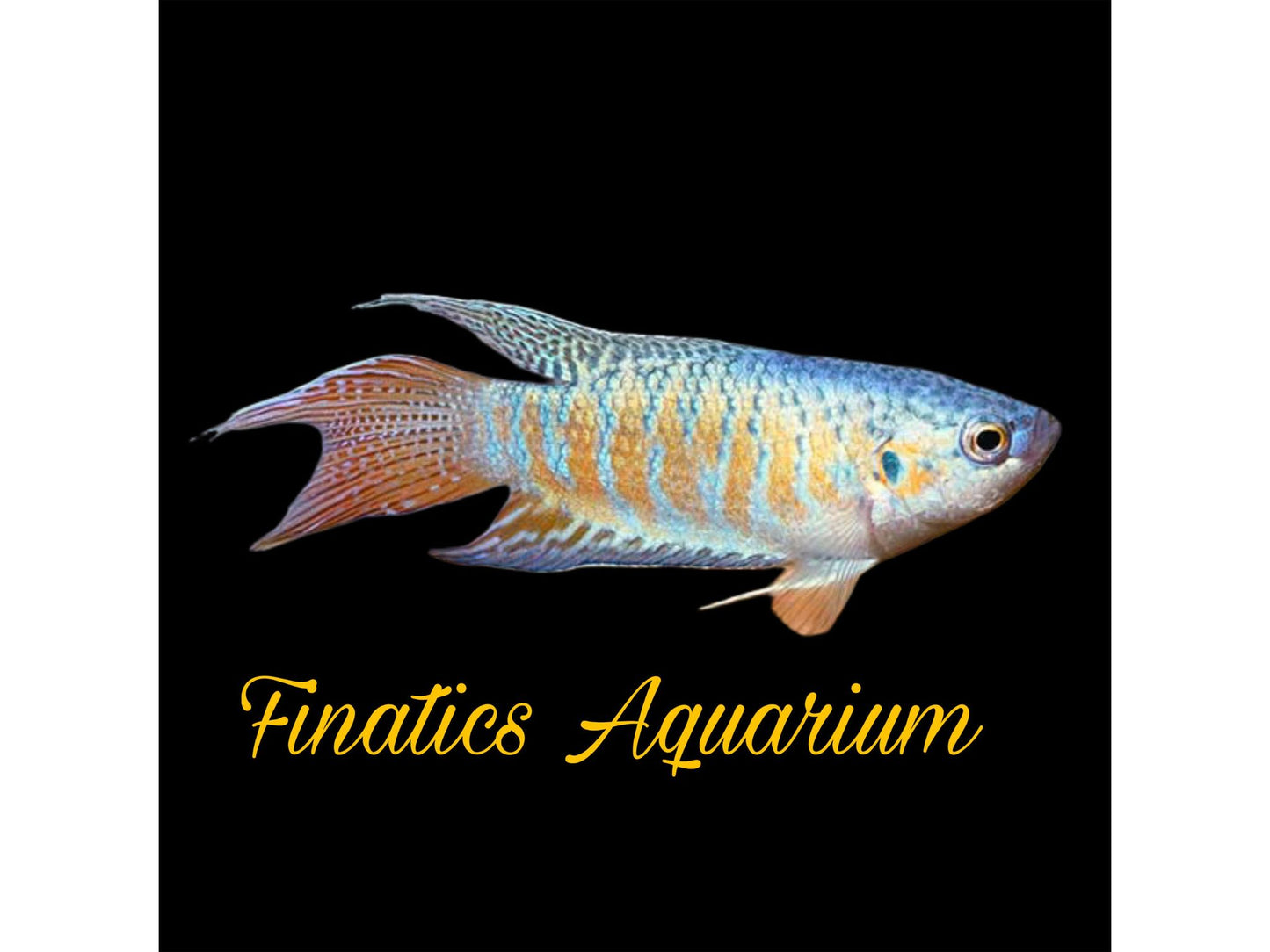 One Paradise Blue Gourami Approx 2” T156