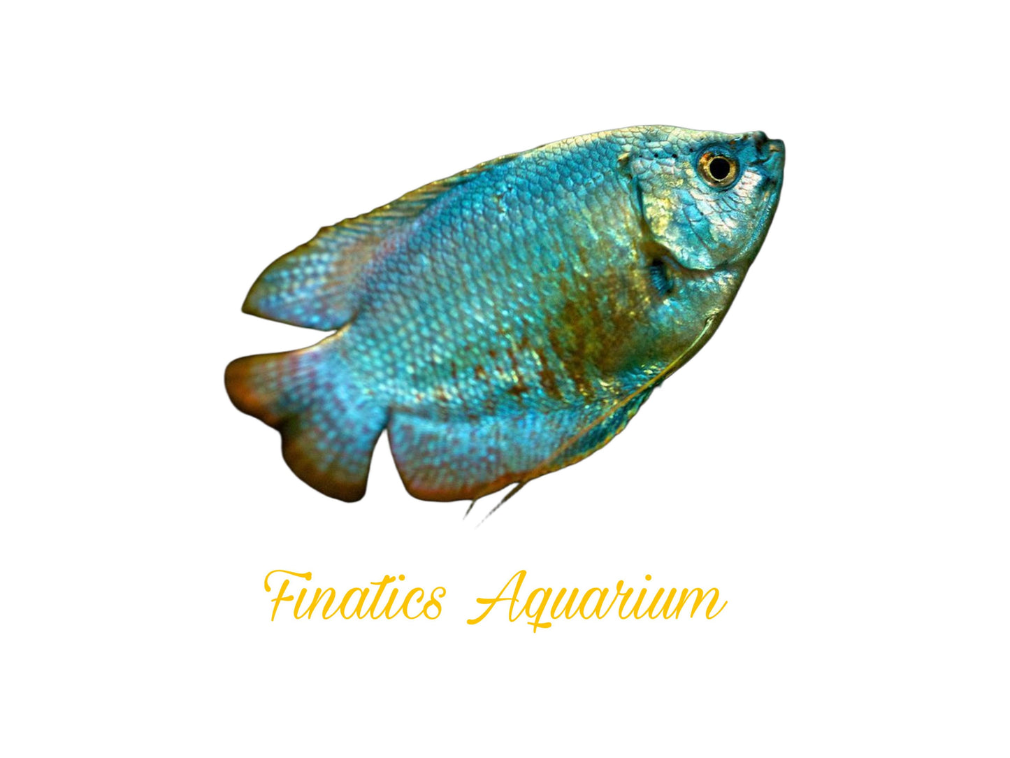 One Dwarf Coral Blue Male Gourami Approx 1.5-2” T135