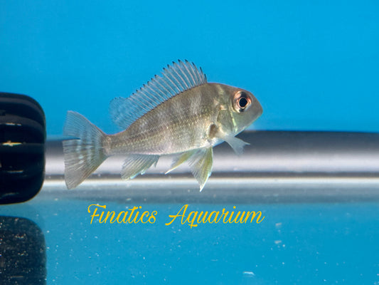 One Geophagus Surinamensis Approx 2” T268