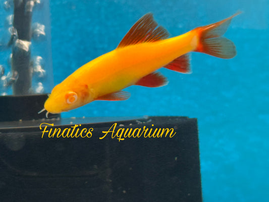 One Glofish Sunburst Shark-Fish Approx 2” T132