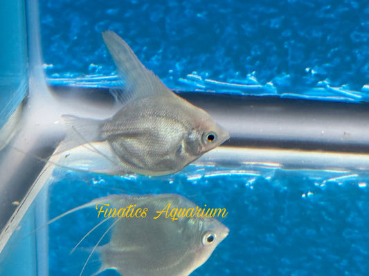 One Platinum Angelfish Approx 2” T214