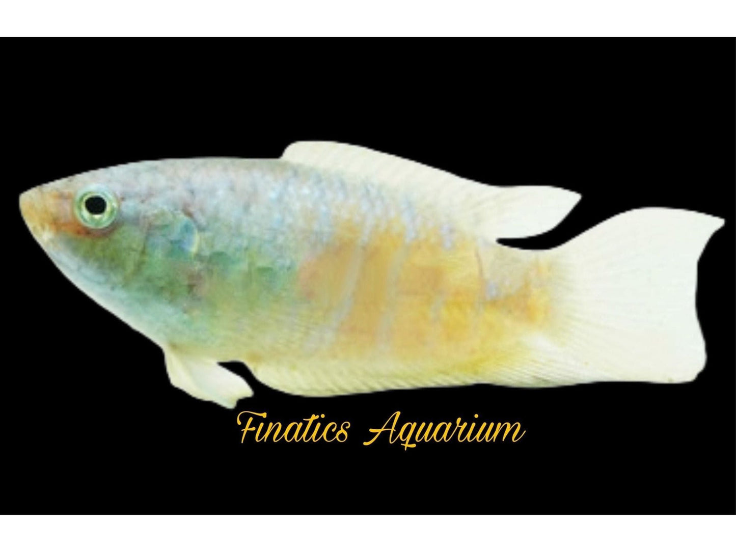 One Paradise Fire and Ice Gourami Approx 1.5” T154