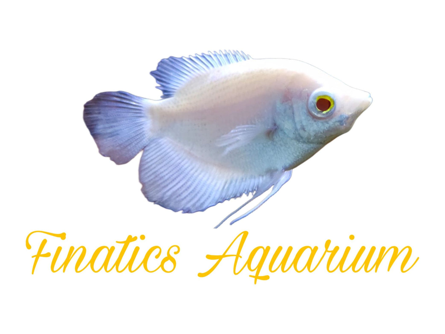One White Giant Gourami Approx 2 - 3” T90 (Osphronemus Goramy)