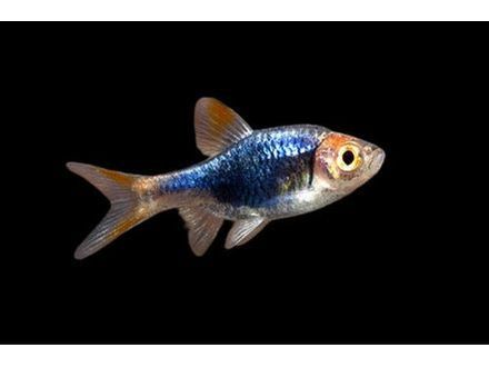 One Black Pearl Harliquin Rasbora Nano Fish Approx 3/4-1” T166/T161