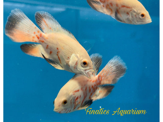One Longfin Albino Tiger Oscar Approx 2-2.5” T180