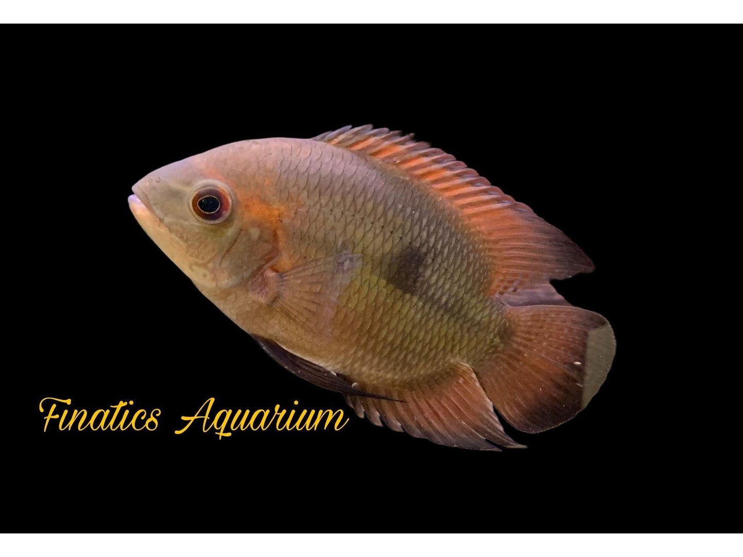 One Chocolate Cichlid Approx 2” T197 (Hypselecara Temporalis)