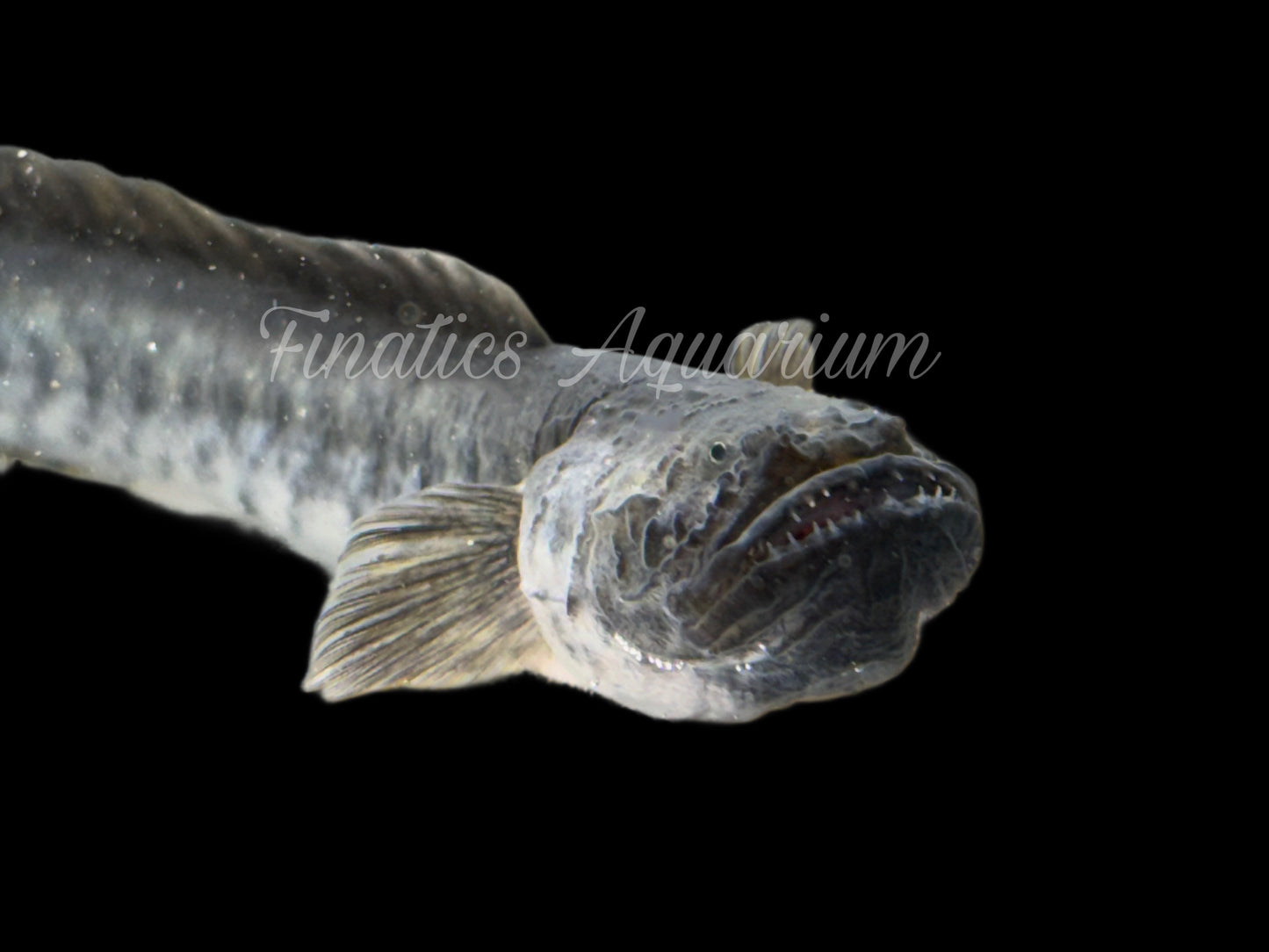 Blue-Violet Dragon Goby - Freshwater Gobioides Broussonnetii Approx 4-5” T43