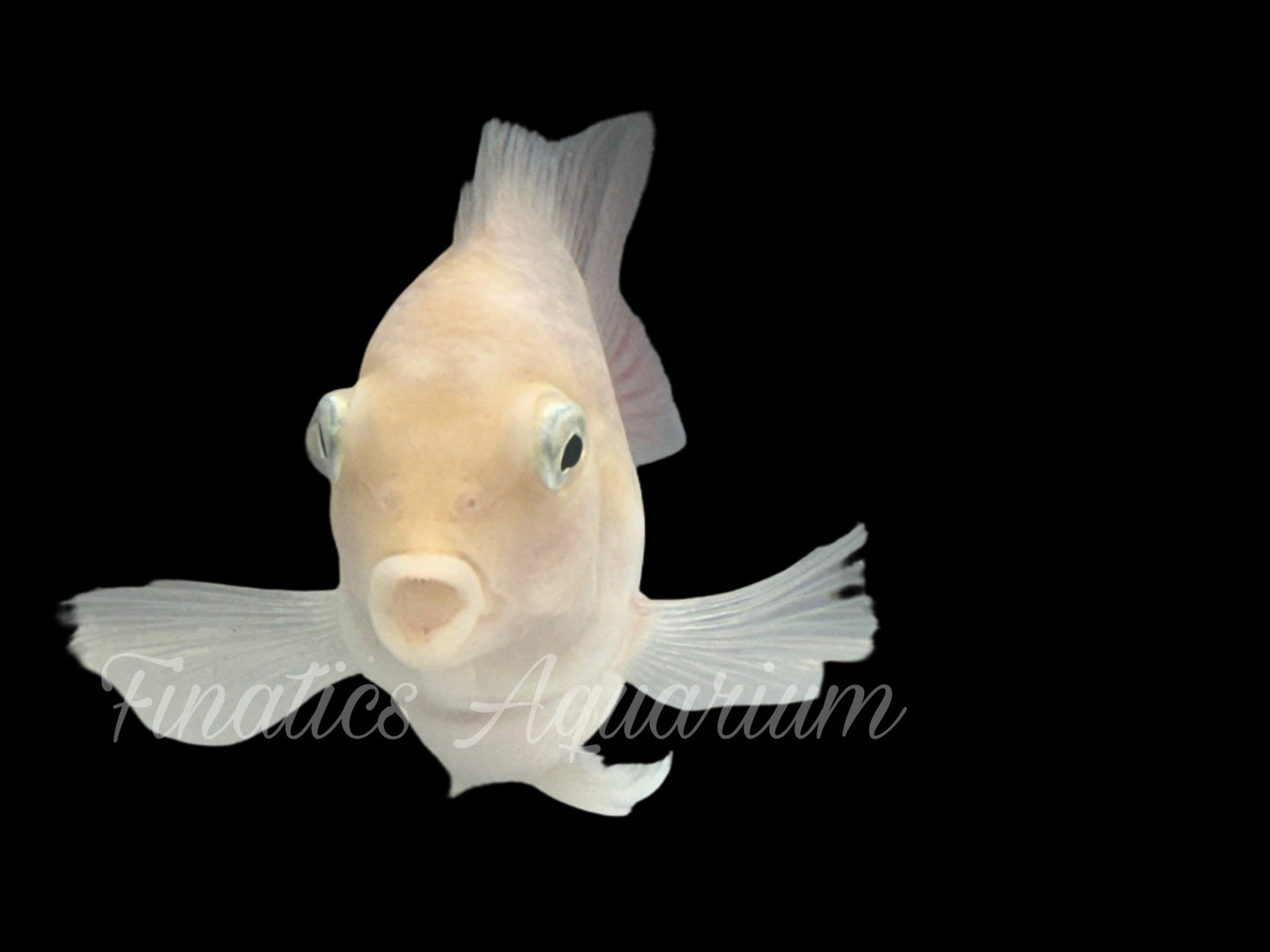 One Platinum White Parrot Cichlid Approx 1” T266