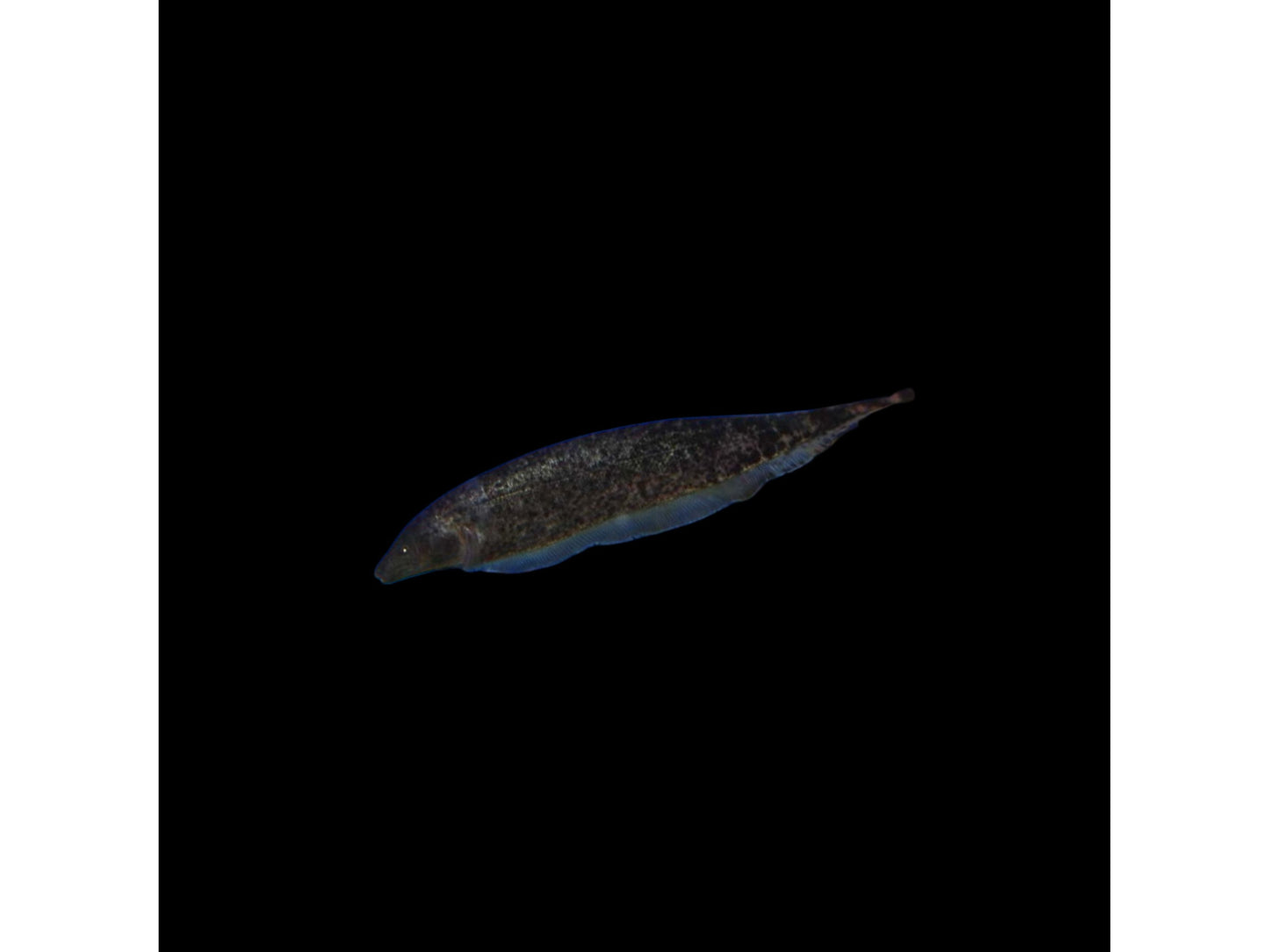 One Black Granite Knife Fish Approx 3-4” (T2526/2122)