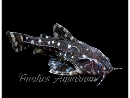 One Spotted Raphael Catfish T199 Approx 1-2.5"