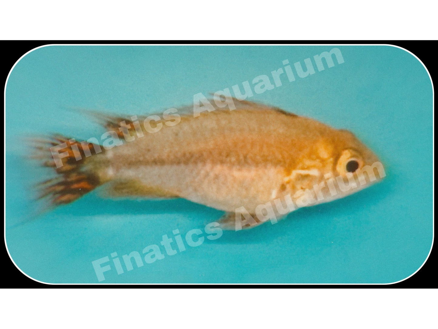 One Dwarf Cockatoo Lemon Cichlid (T33). (T76)