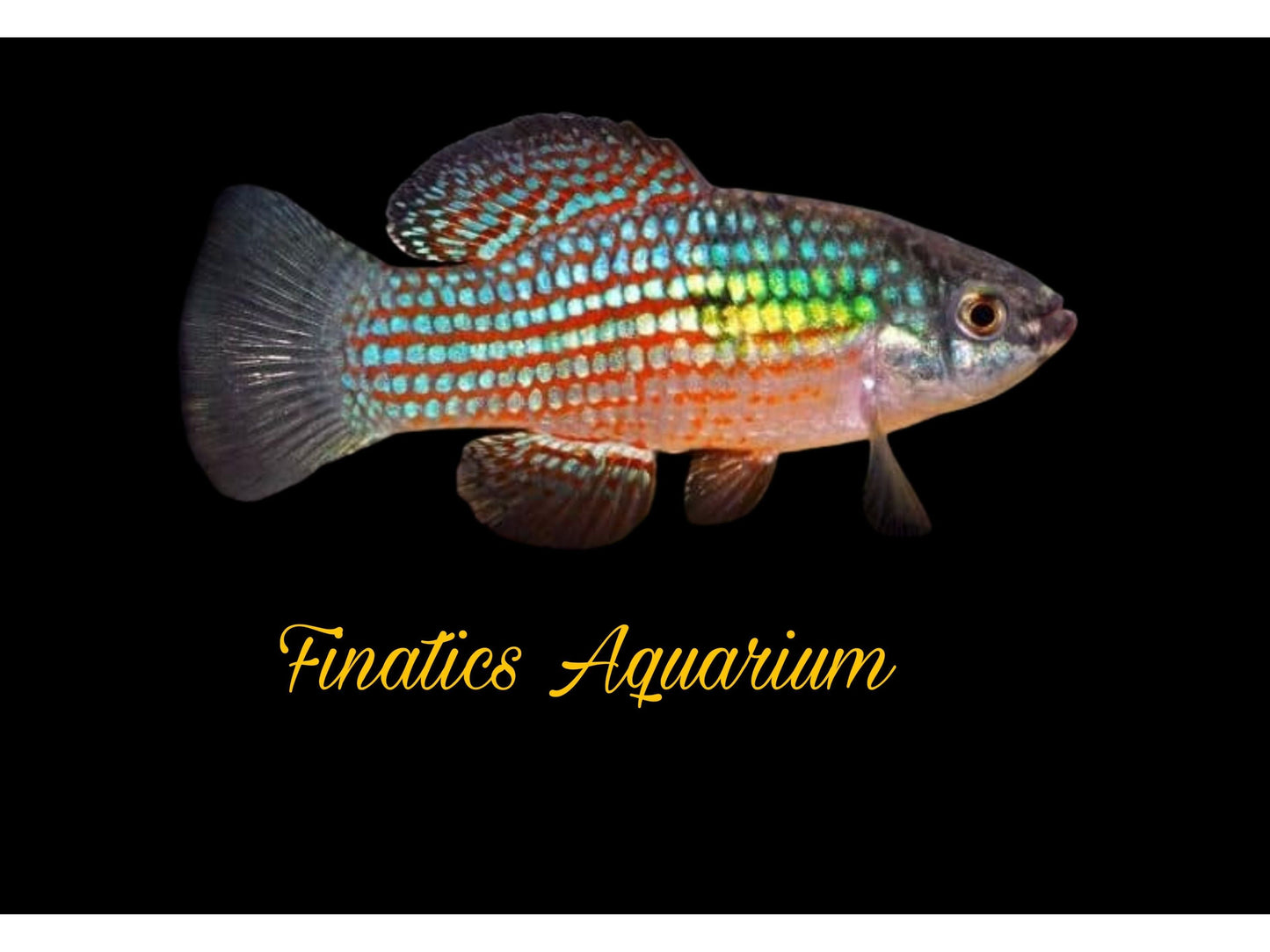 One American Flag KIllifish Approx 1-2” T199