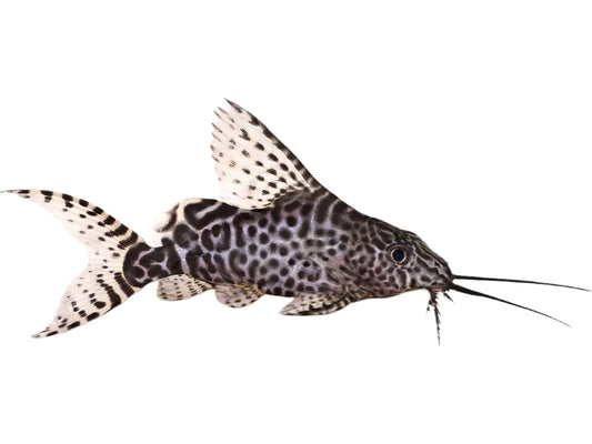 One Featherfin Synodontis Eupterus Catfish Approx 1.5-2” T201