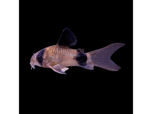 Longfin Panda Cory Approx 1-1.5” T118