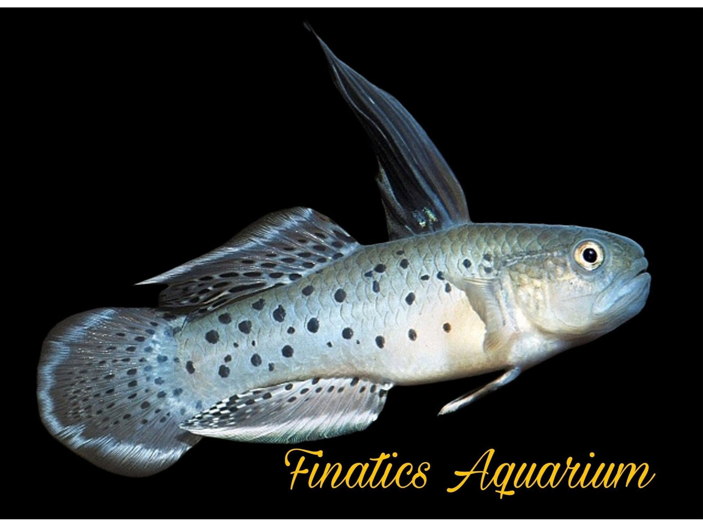 One Knight Goby - Freshwater Approx 1.5-2