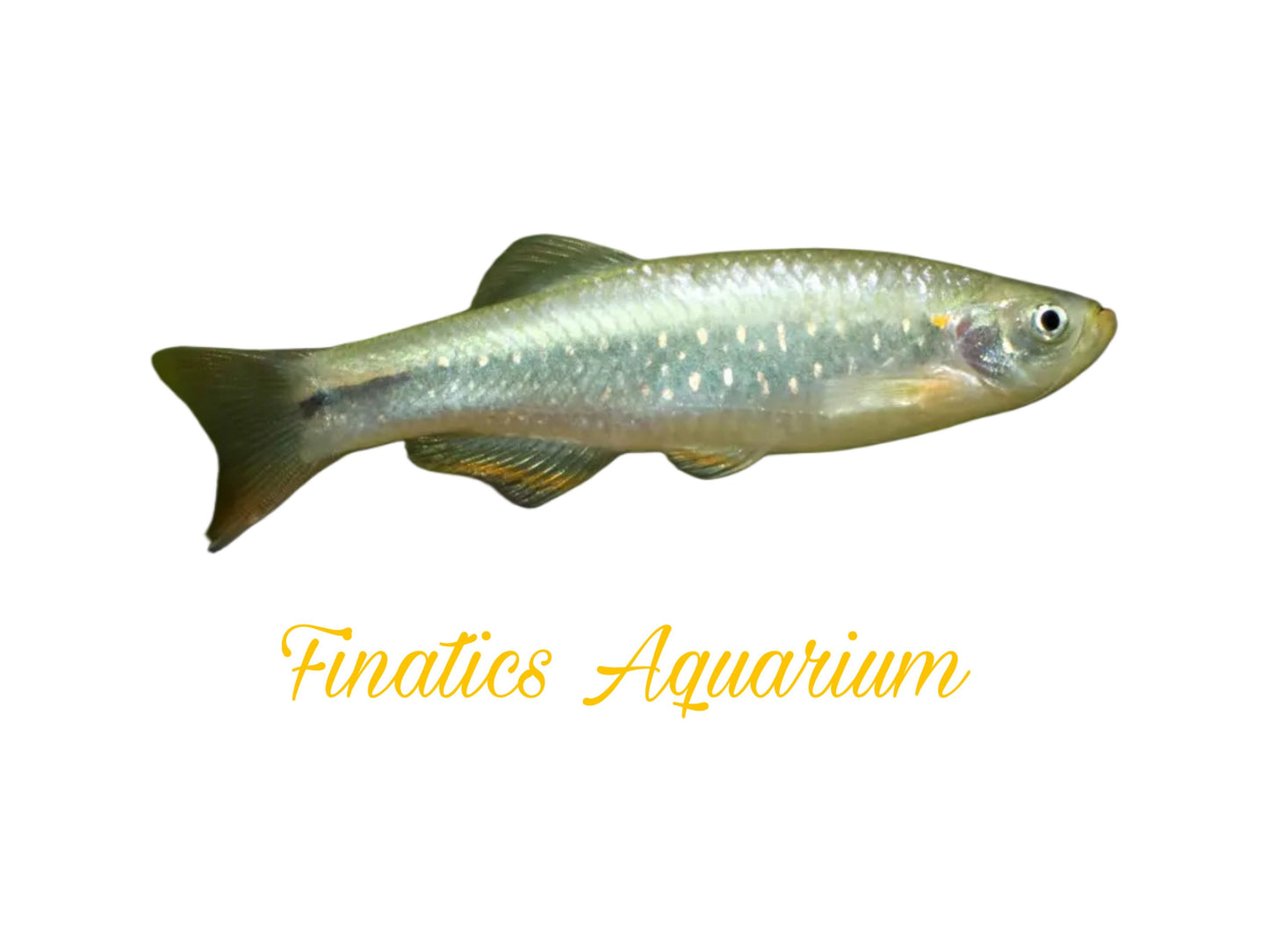 One Yoma Danio Approx 2.5-3” T13