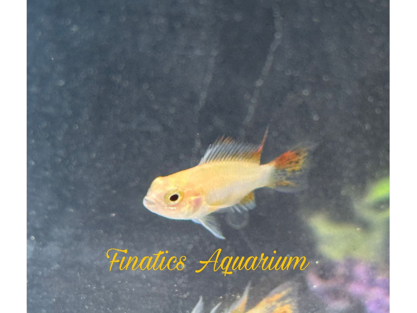 One Dwarf Cockatoo Lemon Cichlid Approx 1” T197