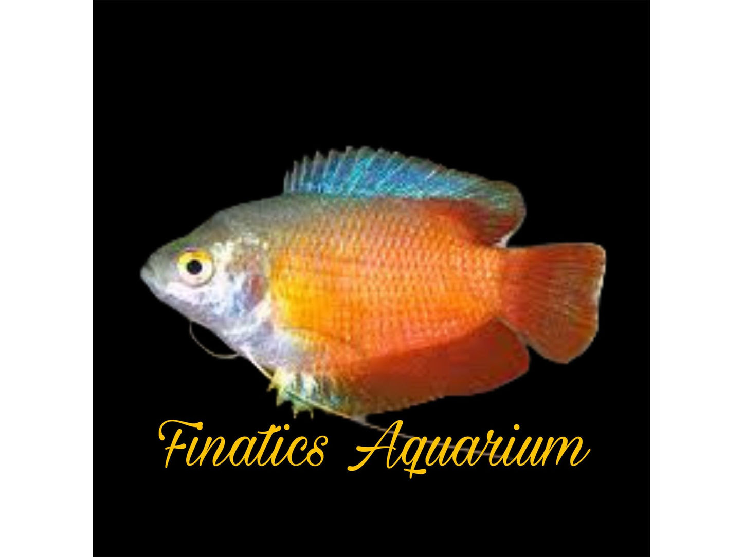 One Flame Dwarf Gourami Approx 1.5-2”. M169 F137