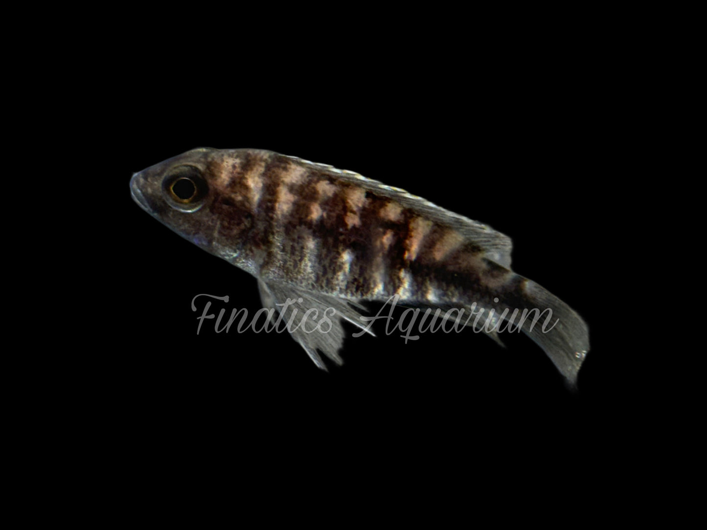 One Regal Peacock Cichlid Approx 2-3” T277