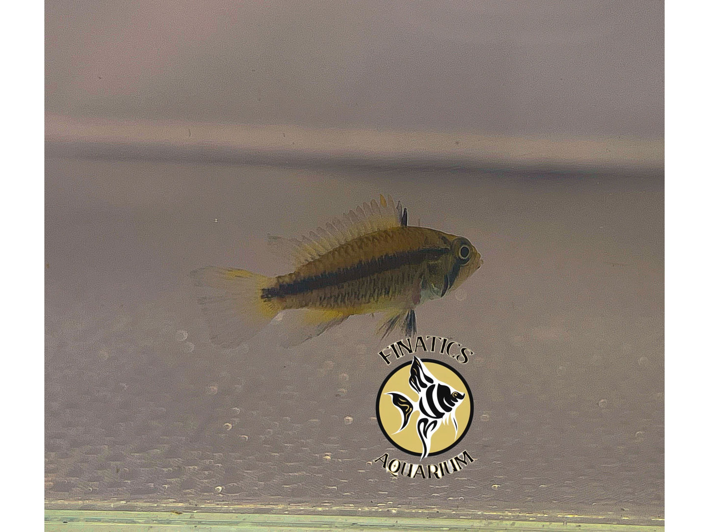 Apistogramma Dwarf Cockatoo Cacatoides Cichlid