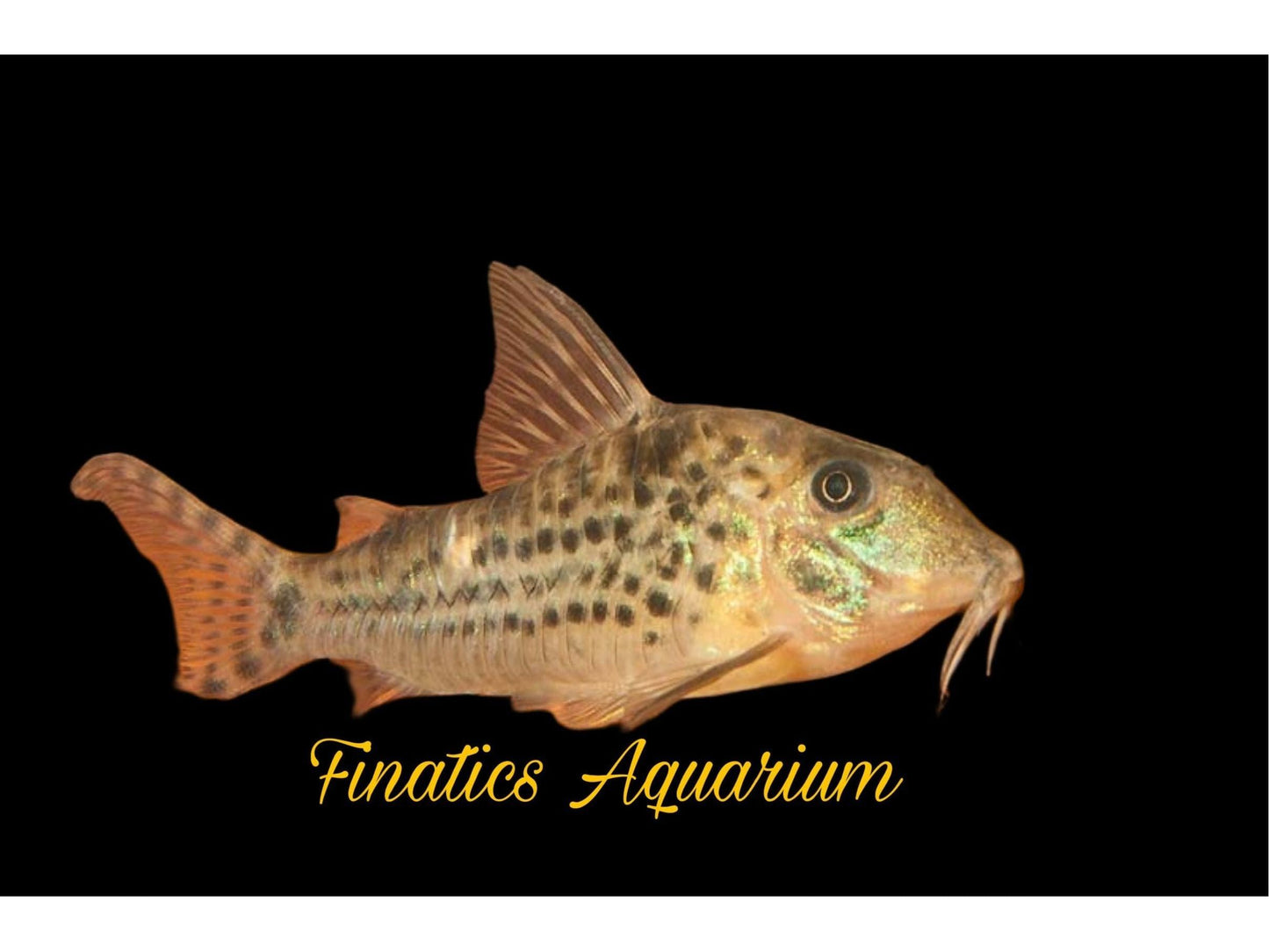 One Blochi Blochi Cory 1-1.5” T162