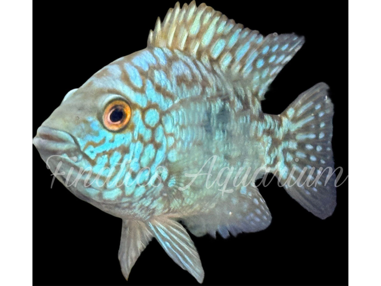 One Electric Blue Carpinte Texas Cichlid Approx 1-1.5” T115