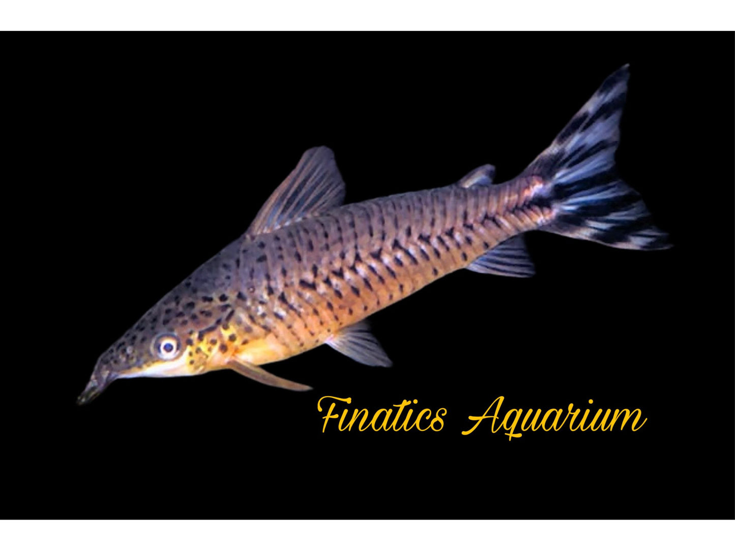 One Flagtail Porthole Catfish Approx 2.5-3”. T227