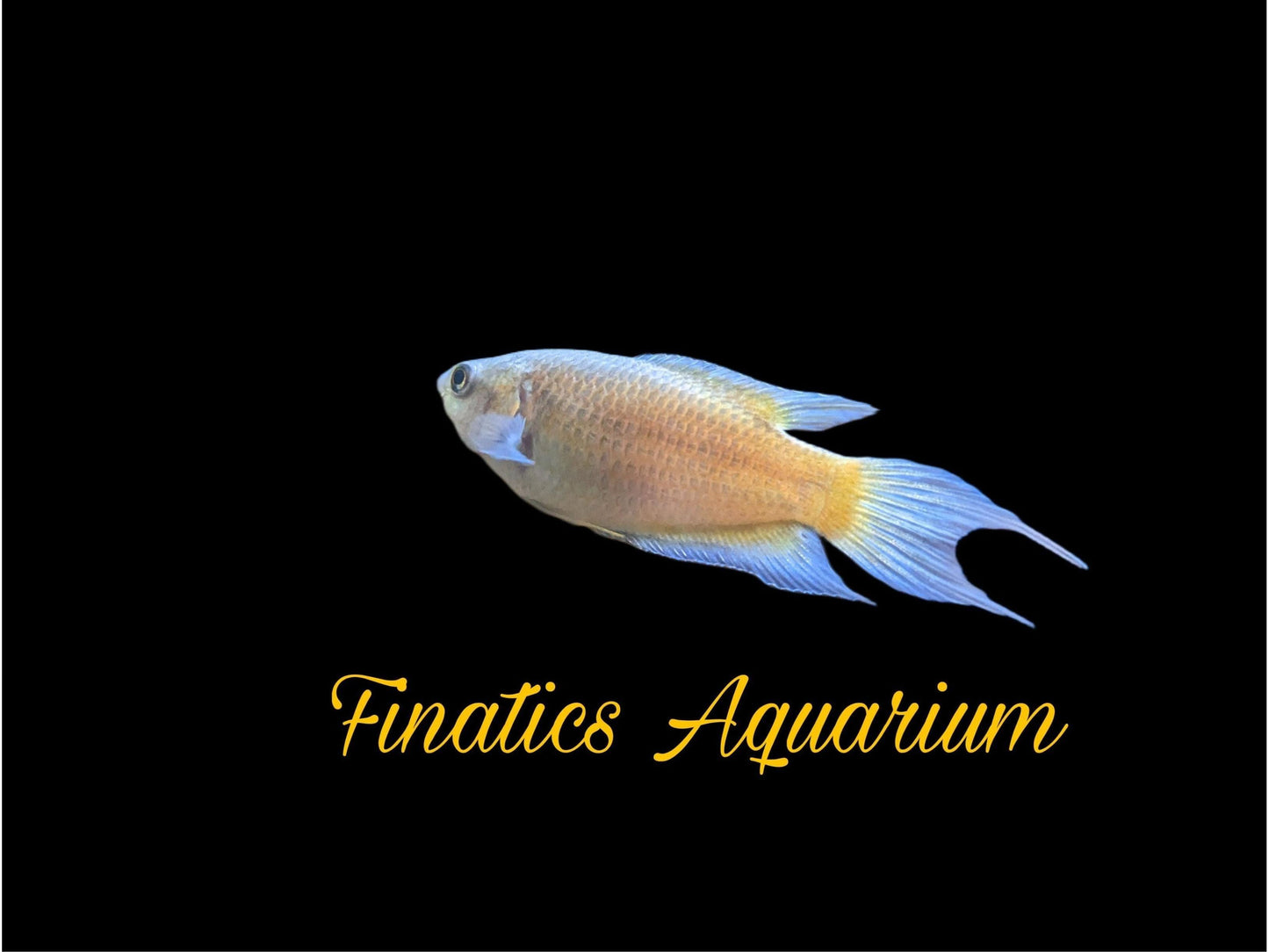One Paradise Fire and Ice Gourami Approx 1.5” T154