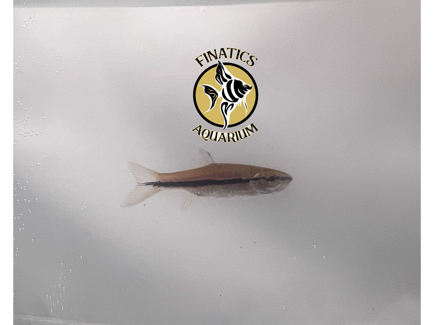 Emperor Tetra Live Fish