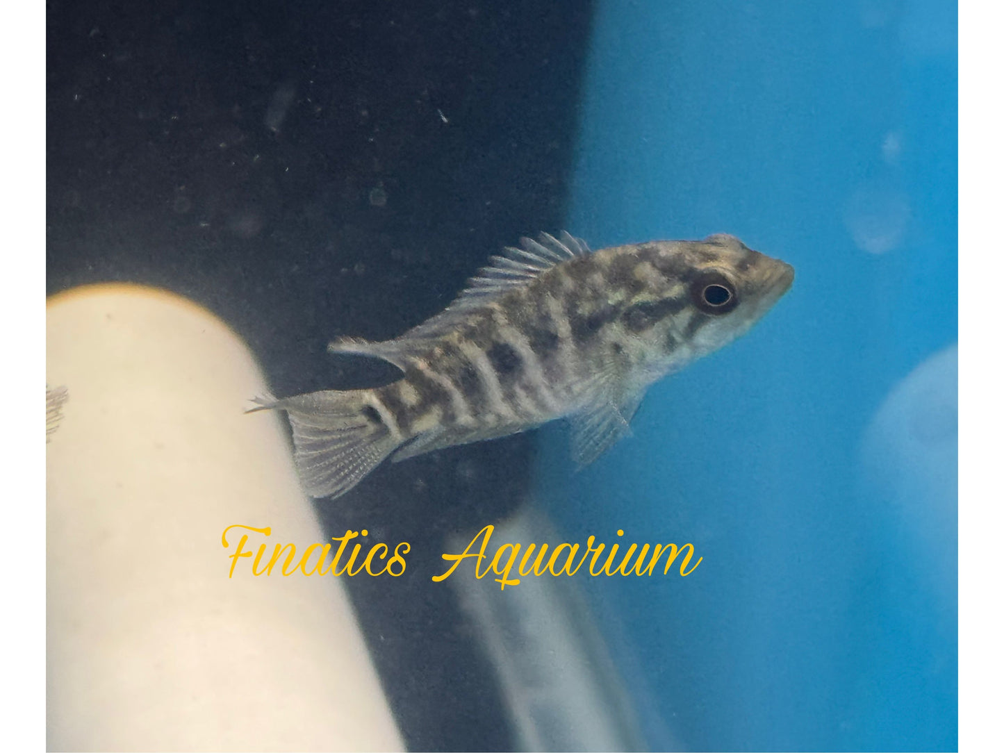 One Managuense Cichlid Approx 3” T211
