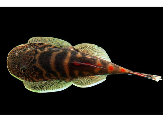 One Hillstream Loach Bloody Mary Approx 1-2” T35